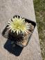 Preview: Turbinicarpus krainzianus v minimus